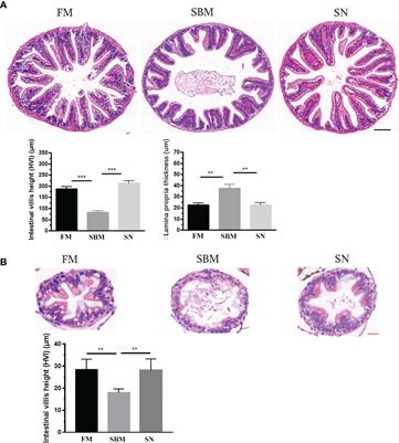 Sinomenine Hydrochloride Ameliorates Fish Foodborne Enteritis via α7nAchR-Mediated Anti-Inflammatory Effect Whilst Altering Microbiota Composition